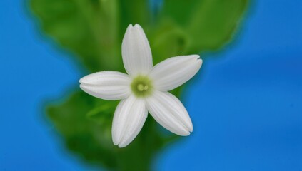 Fototapeta premium Radish plant flowers against a blue backdrop, showcasing a fiber-dense choice
