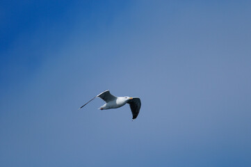 Great Black-Backed Gull flying through blue sky over Mount Desert Island in Maine