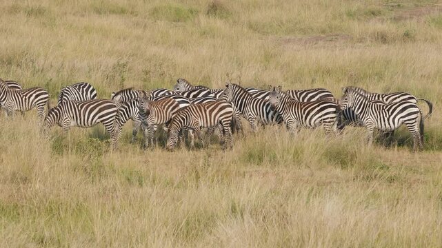 A group of zebras grazing and moving across the golden savannah in Maasai Mara National Reserve, Kenya, showcasing African wildlife in its natural habitat.