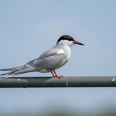 Elegant Common Tern Perched on a Metal Bar Against a Clear Blue Sky.
