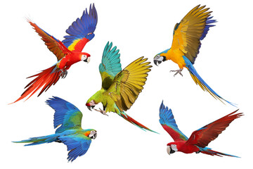 Collage of five macaw parrots isolated on transparent background png file