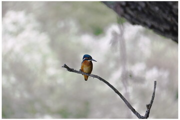 Martino the kingfisher