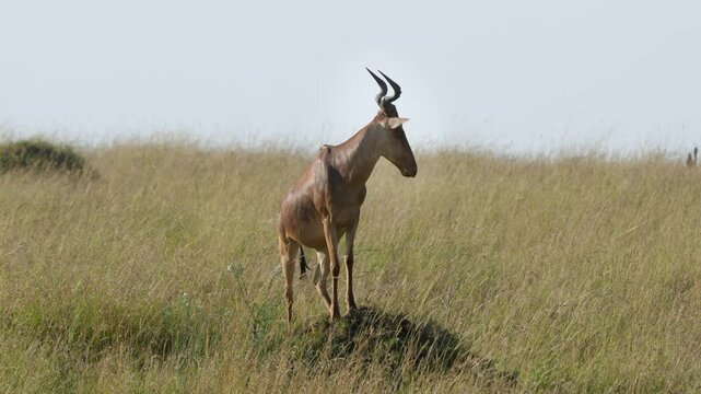 A hartebeest stands poised on a rock amid the vast grasslands of Maasai Mara National Reserve, Kenya, showcasing its elegant form in the wild savanna.