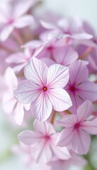 Obraz premium Delicate beauty in a cluster of gentle pink blooms A serene close-up showcases the refined details of springtime flowers