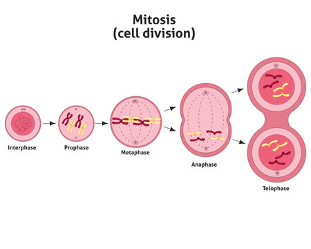 Mitosis cell division stages of mitosis Prophase, Metaphase, Anaphase, and Telophase
