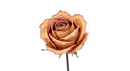 Close-up studio shot of a dried rose blossom, exhibiting brown, peach, and pink hues