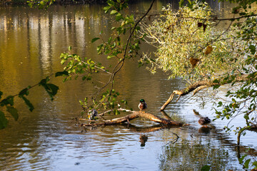 ducks in the lake