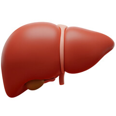 3D Clay Style Human Liver, Medical Health Illustration Isolated PNG