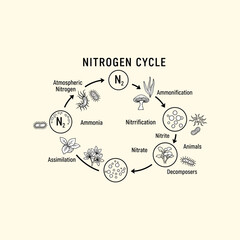 Organ Systems in the Human Body: Types, Parts, and Functions