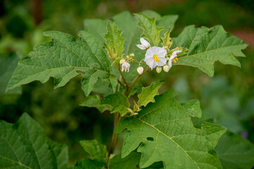 Close up of beautiful solanum flower