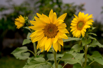 Sunflower (Helianthus annuus) plantation
