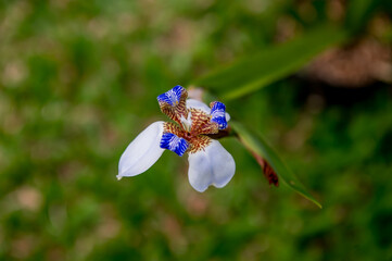 Close up of beautiful Walking Iris (Neomarica gracilis) flower