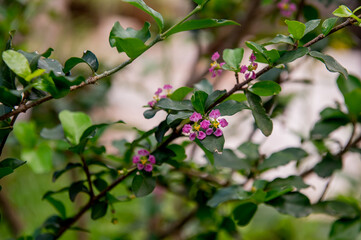 Close-up of a beautiful flowering acerola tree (Malpighia emarginata)