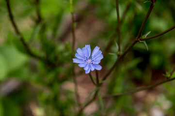 Close-up of a beautiful purple chicory flower