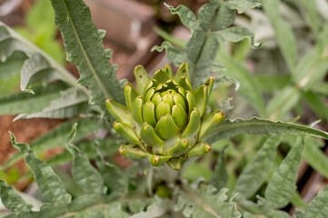 Close-up of a green artichoke plant (Cynara scolymus)