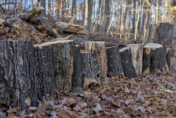 Multiple Logs Stacked Together In A Natural Forest Setting.