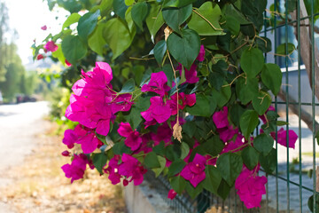 İn the foreground, bright pink bougainvillea flowers with green leaves growing on a metal fence on a sunny day.