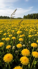 Field of Dandelions in Full Bloom on a Sunny Day.