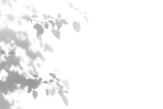 shadow overlay effect of natural tree leaves shadow over on white wall background,realistic summer sunlight abstract shadow overlay,abstract tree leaves shadow - Powered by Adobe