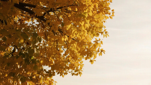 Autumn tree with yellow leaves - Powered by Adobe