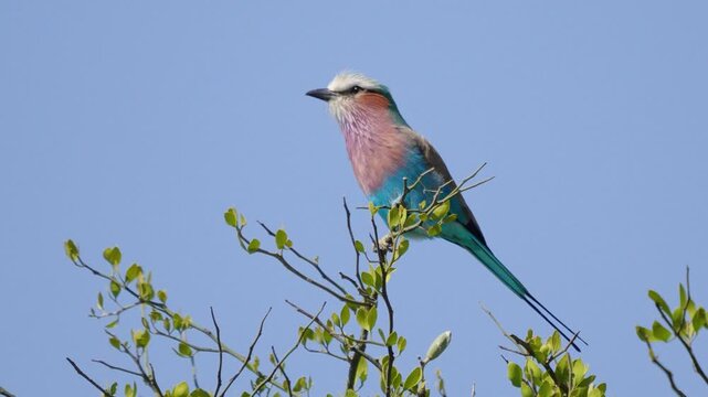A close up shot of a beautiful lilacbreasted roller bird with vibrant blue and pink plumage perched on a small branch against a clear blue sky in Maasai Mara National Reserve Kenya.