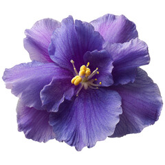 Purple african violet flower blossom, studio isolated macro shot.