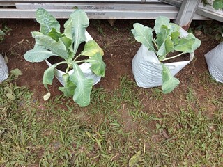 vegetable garden in the garden
