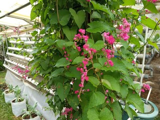 pink flowers in a greenhouse