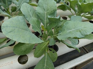 fig tree in the garden