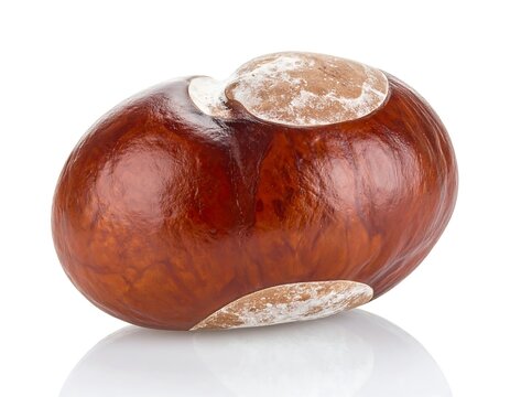 Close-up studio shot of a shiny, brown horse chestnut seed with a textured top against white