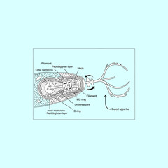 Organ Systems in the Human Body: Types, Parts, and Functions