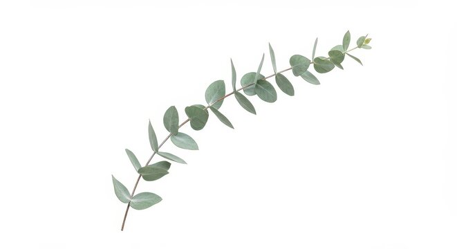 Slender sprig of grayish green foliage extends diagonally across a bright white background