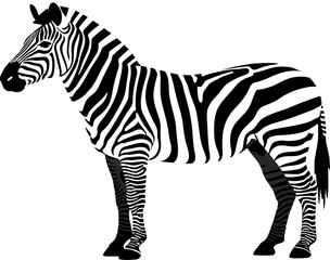 Striking zebra standing isolated in black and white stripes, creating a bold and graphic animal illustration ideal for educational content or safari-themed design projects.