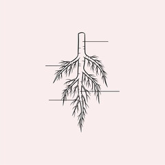 Organ Systems in the Human Body: Types, Parts, and Functions