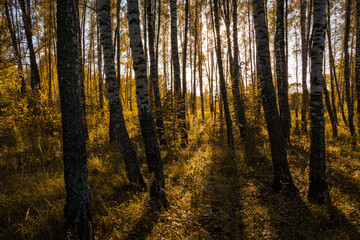 Sun setting through birch tree trunks in forest. Golden light illuminating autumn landscape in grove. Natural scenic view for wallpaper design.