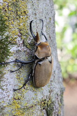 The elephant beetle (Megasoma elephas) is a member of the family Scarabaeidae and the subfamily Dynastinae. Elephant beetles are Neotropical rhinoceros beetles.