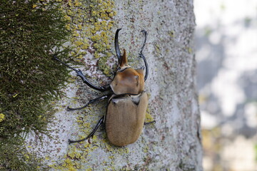 The elephant beetle (Megasoma elephas) is a member of the family Scarabaeidae and the subfamily Dynastinae. Elephant beetles are Neotropical rhinoceros beetles.