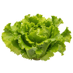 Fresh Green Lettuce With Water Droplets Isolated On White Background Healthy Food Concept