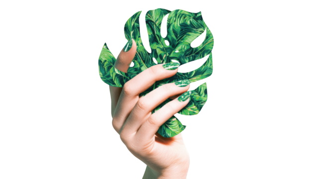 Close-up of hand holding a tropical leaf