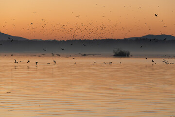 Jesienny świt nad Jeziorem Goczałkowickim, latające ptaki. © Elżbieta Kaps
