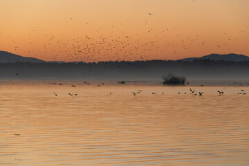 Jesienny świt nad Jeziorem Goczałkowickim, latające ptaki. © Elżbieta Kaps
