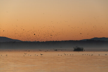 Jesienny świt nad Jeziorem Goczałkowickim, latające ptaki. © Elżbieta Kaps