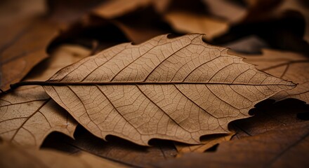 Close-up view of a dried, textured leaf resting atop a pile of other dead leaves