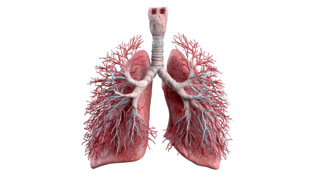 Detailed anatomical illustration of human lungs (1) - Powered by Adobe