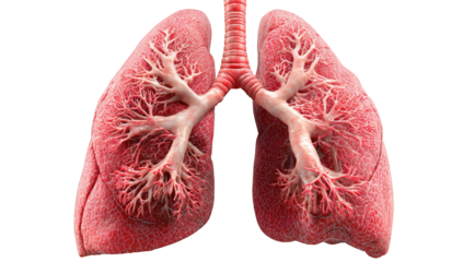 Detailed anatomical rendering of a human pair of lungs