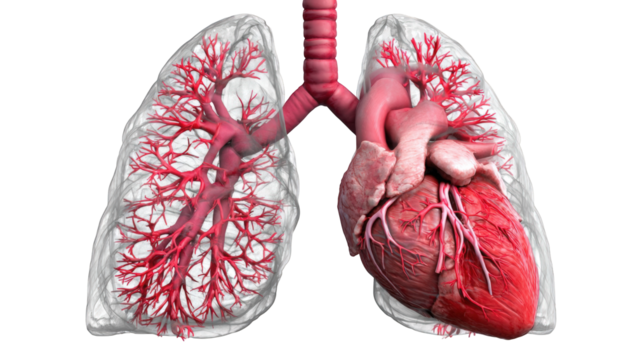 3D medical illustration of lungs and heart