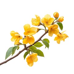 Vibrant yellow blossoms natural elegance high resolution picture