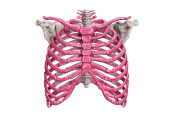 Pink, 3D rib cage