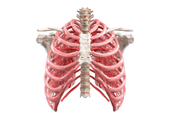 3D anatomical model of the human ribcage