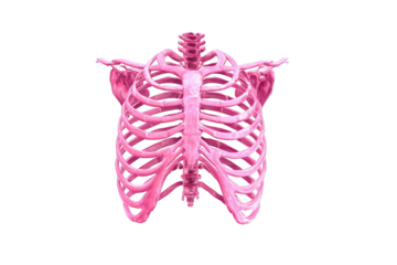 Pink skeletal thorax against black background
